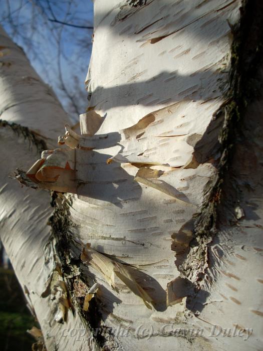 Silver birch, Greenwich Park DSCN0894.JPG -           